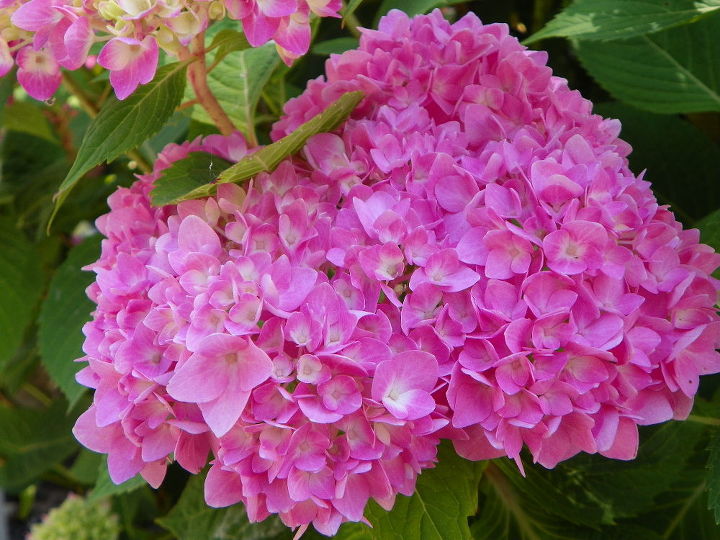 q what should i do to my hydrangeas, flowers, gardening, hydrangea, Look how Beautiful they looked