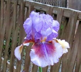 my spring garden, flowers, gardening, outdoor living, succulents, Bearded Iris