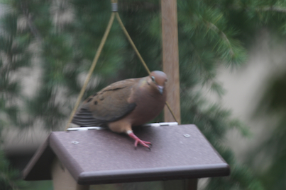 part 5 back story of tllg s rain or shine feeders, outdoor living, pets animals, urban living, MOURNING DOVE WANTS TO BE LIKE HIS PAL THE HOUSE FINCH and CLIMBS UP ON THE ROOF VIEW 1 INFO ON MOURNING DOVES