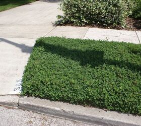 new pictures, gardening, outdoor living, Peanut Vine makes a thick ground cover for a median strip