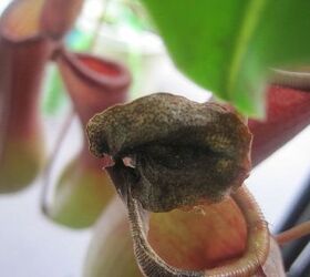 is this a result of spider mites or some type of fungus, gardening, pest control, I m not sure what the correct term is for the caps or hoods on the Pitcher plant but they look like this