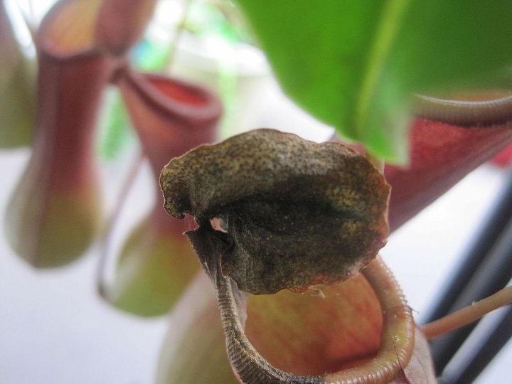 is this a result of spider mites or some type of fungus, gardening, pest control, I m not sure what the correct term is for the caps or hoods on the Pitcher plant but they look like this