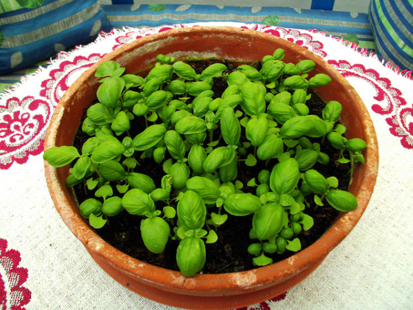 yum 5 scrumptious herbs you can grow indoors this winter, gardening, Basil
