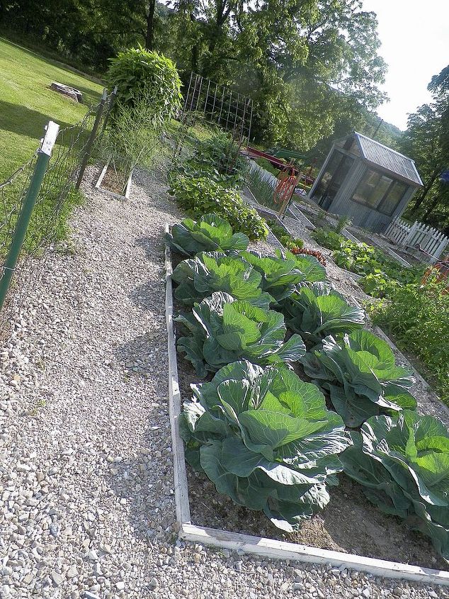 2013 garden, gardening, cabbage