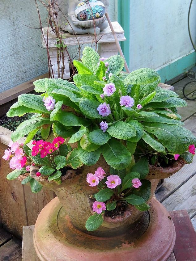 my garden in winter, container gardening, gardening, succulents, Primroses in a strawberry pot