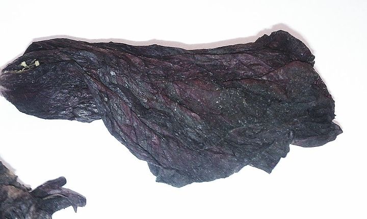 is there a way i can use seeds from these dead giant hibiscus flowers to germinate, flowers, gardening, hibiscus, Giant Hibiscus flower after it died