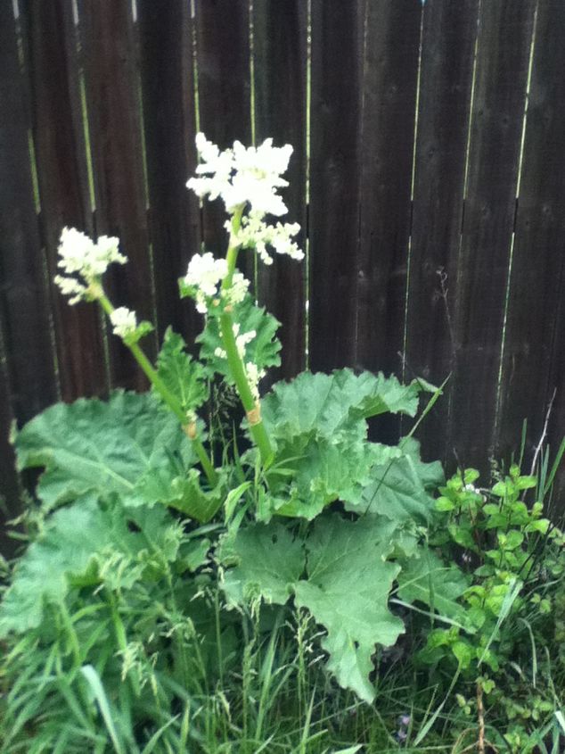 q a mystery plant has shown up in my flower bed any one know what it is, flowers, gardening