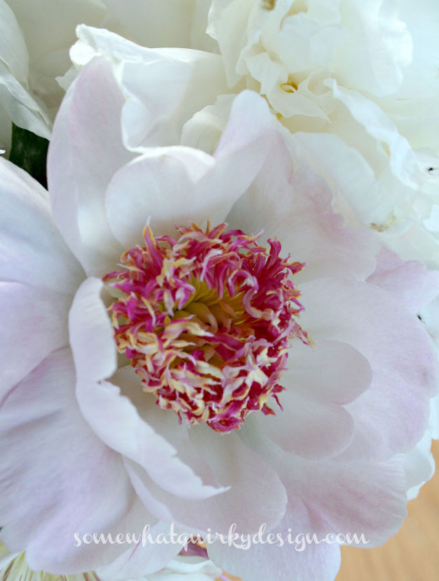 peonies is there anything more beautiful, gardening