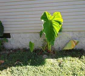 my 2013 flowers, flowers, gardening, hibiscus, one of my favorite animals of all time is Elephants And I absolutely LOVE Elephant Ear plants I saved them and they are all around the foundation of the new house