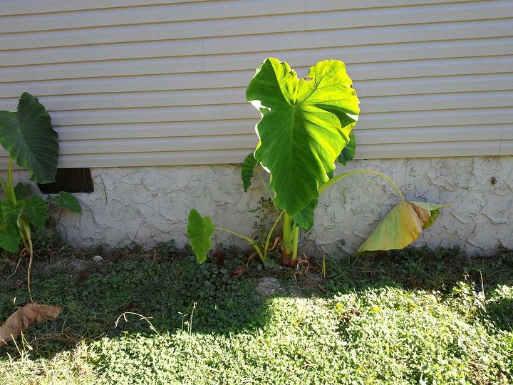my 2013 flowers, flowers, gardening, hibiscus, one of my favorite animals of all time is Elephants And I absolutely LOVE Elephant Ear plants I saved them and they are all around the foundation of the new house