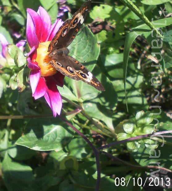 i am so not looking forward to winter i love all the butterflies we h, gardening, pets animals, Common Buckeye Butterfly