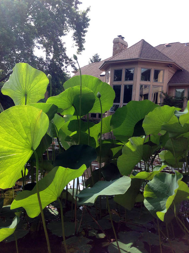 grow waterlilies and lotus in a backyard pond, flowers, gardening, outdoor living, ponds water features, Lotus leaves are beautiful even without the flower The buds on this plant will soon blossom into a breathtaking show