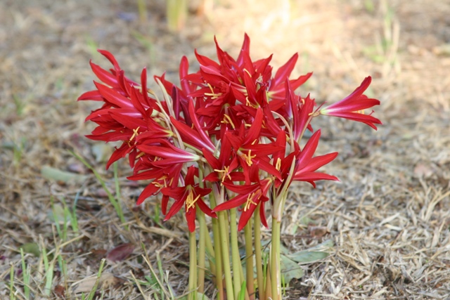 oxblood lilies for fall color, gardening, They usually bloom in September via the Southern Bulb Company a mail order source
