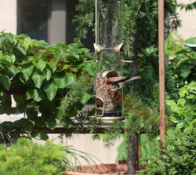 rain or shine bird feeders to perch or not may be the question, container gardening, gardening, outdoor living, pets animals, urban living, Male House Finch Has No Problem With WBUSS Feeder View One Referred to as Photo Six in post