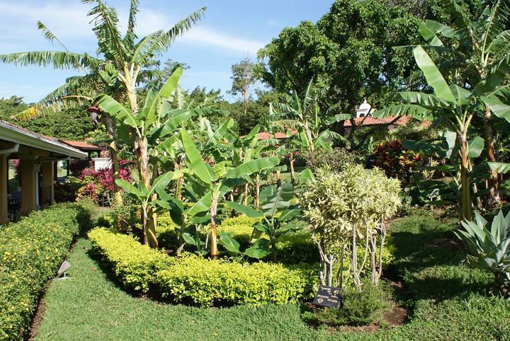 new pictures 7 28 13, landscape, Bananas grow great in clusters and add the tropical feel