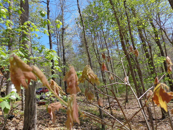 name these plants, flowers, gardening, maple tree sprouting