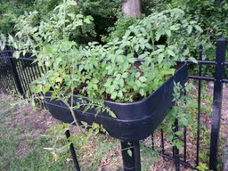 cherry tomatoes growing but no fruit, gardening