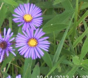 enjoying the beauty while i can, gardening, pets animals, Aster