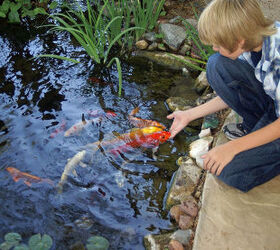 our work, flowers, gardening, outdoor living, pets animals, ponds water features, As our son grows so do his fish