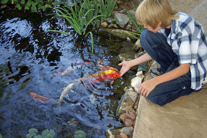 our work, flowers, gardening, outdoor living, pets animals, ponds water features, As our son grows so do his fish