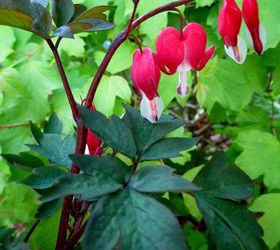 may garden birdhouses amp flowers, flowers, gardening, Bleeding Heart Valentine