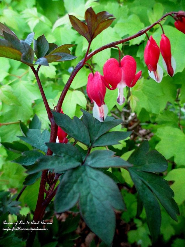 may garden birdhouses amp flowers, flowers, gardening, Bleeding Heart Valentine