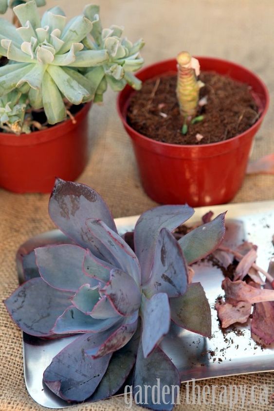how to make a modern indoor echeveria planter win the planter, flowers, gardening, succulents, I used scraggly old plants that were looking pretty rough All you have to do is snip the rosette with one inch of stem and let it dry out of direct sunlight When roots form it s time to plant