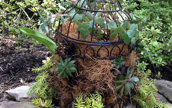 Bird Cage Succulent Planter