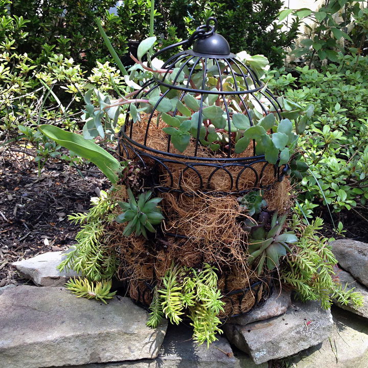 bird cage succulent planter, flowers, gardening, repurposing upcycling, succulents