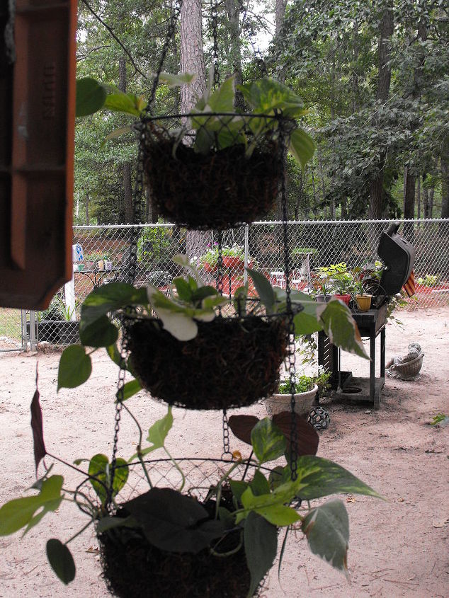 repurposed vegetable holder hanging basket, gardening, repurposing upcycling, step 4 find a tree and hang for your viewing enjoyment