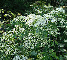 five native shrubs that put on a show, flowers, gardening