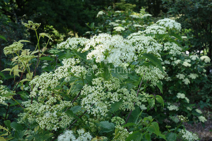 five native shrubs that put on a show, flowers, gardening