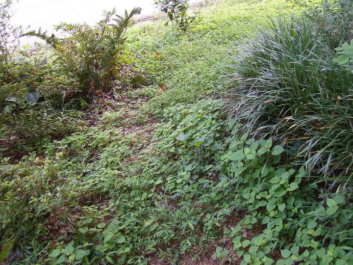 q weeds in my front yard are winning pulling or digging them all up, gardening
