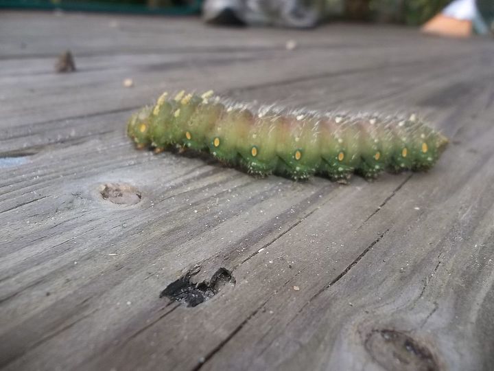q what kind of caterpillar, pets animals