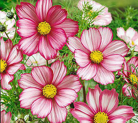 Cosmos - so Easy to Grow, You Can Plant and Neglect It!
