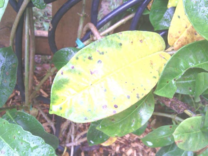 spots, gardening