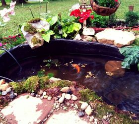 home sweet koi pond, gardening, outdoor living, ponds water features, Dinner time