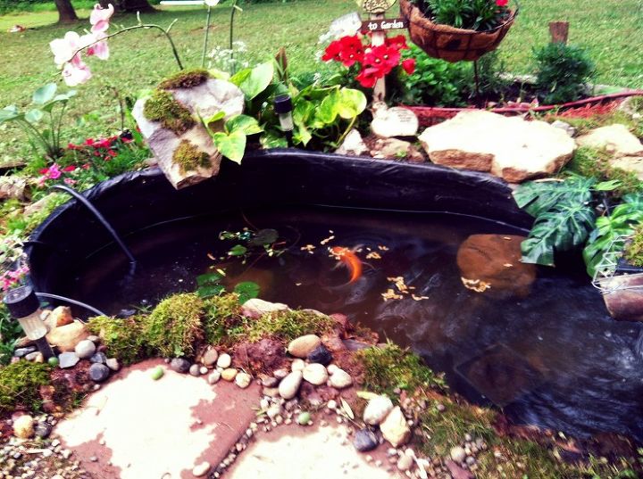 home sweet koi pond, gardening, outdoor living, ponds water features, Dinner time