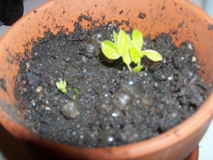 rose cutting in mini greenhouse, gardening, Planted the two tiny sprouts in a small pot in nice garden soil and watered them