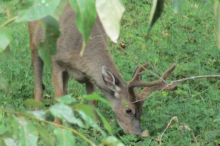 fall is on it s way, gardening, outdoor living, pets animals, Deer with the fuzzy horns eating the falling tree limbs