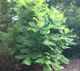 can you identify this tree, gardening