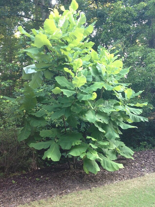 can you identify this tree, gardening