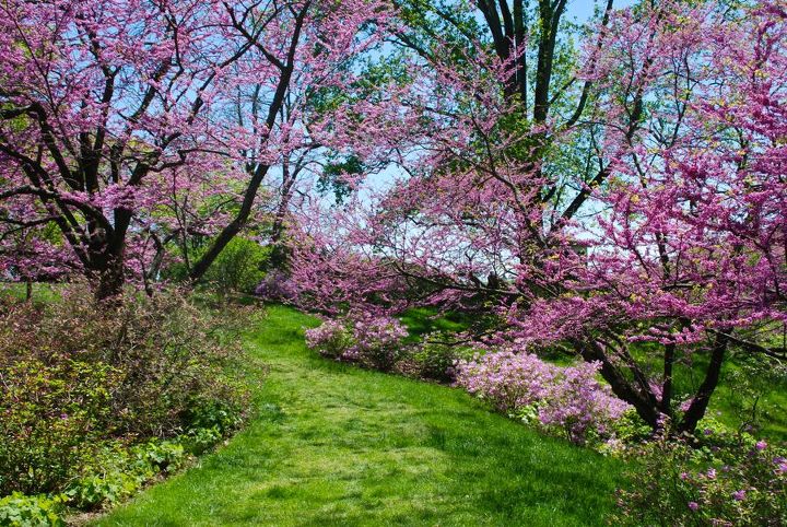 winterthur s sycamore hill, flowers, gardening, landscape, Cercis and azaleas bloom up a winding hill to an outlook at Winterthur Gardens