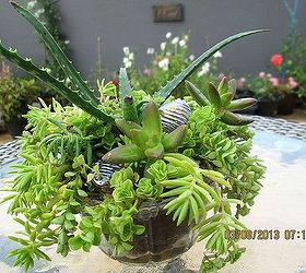 my very first succulent container, container gardening, flowers, gardening, succulents