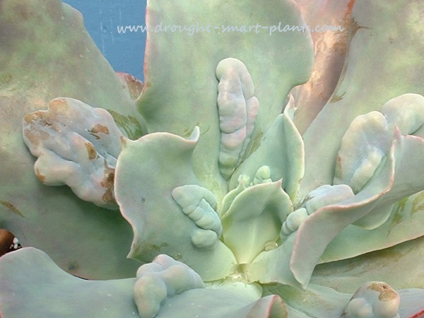 echeveria lovely and drought tolerant tender succulents, flowers, gardening, succulents, Echeveria Paul Bunyan is one of the most intriguing of all the named varieties the carunculations or warty protuberances are a prized characteristic