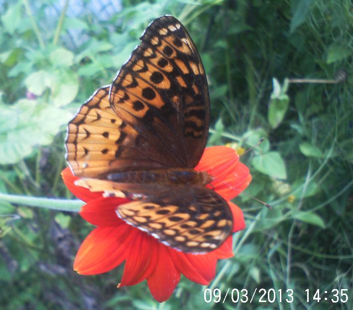 great spangled fritillary butterfly, pets animals, Great Spangled Fritillary Butterfly