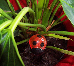 do you forget to water try out a thirsty lady bug meter, gardening