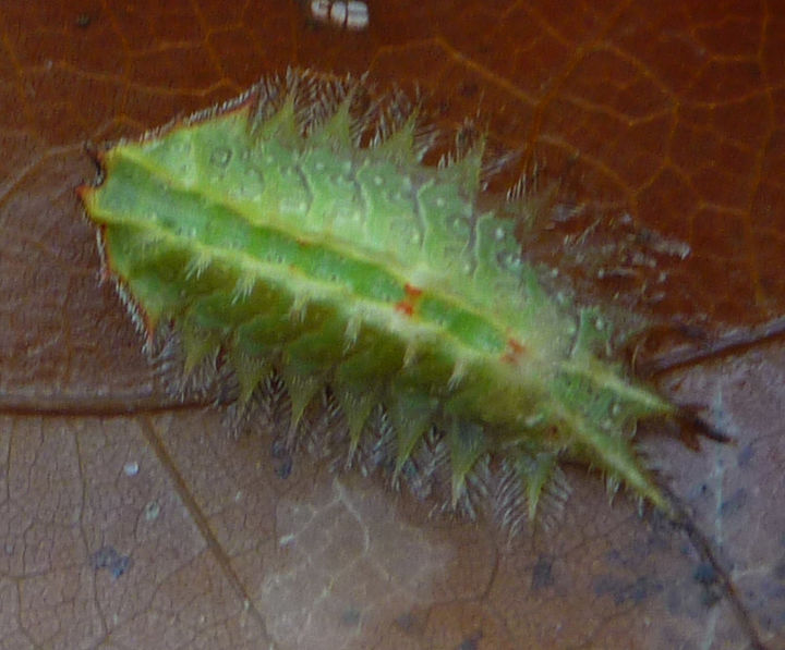 stinging caterpillars, pets animals, spiny oak slug