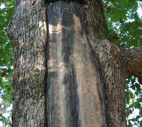 lightning damage to trees, gardening, bark scored with razor knife