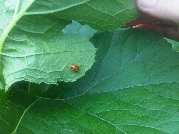 beneficial insects can be very effective when it comes to pest control in the garden, gardening, pest control, Lady Bug on my Zucchini